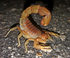 Parabuthus mossambicensis