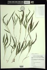 Dichanthelium xanthophysum