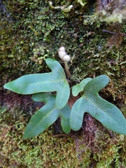 Pyrrosia polydactylos