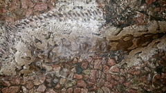 Python natalensis