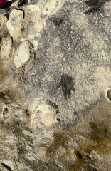 Saccostrea
