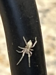 Hentzia mitrata