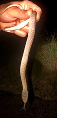 Crotaphopeltis hotamboeia