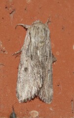Spodoptera albula