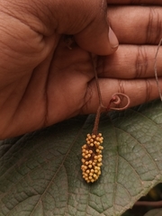 Ampelocissus indica