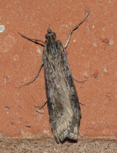 Lucerne Moth photo 6