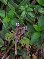 Hedyotis purpurascens