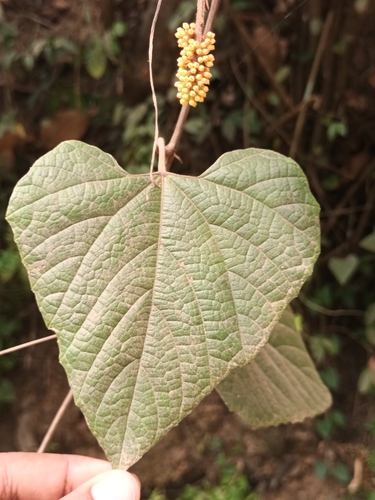 Image of Ampelocissus indica by (c) Pranav Chandra Bose, some rights reserved (CC BY)