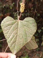 Ampelocissus indica
