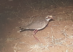 Rhinoptilus chalcopterus