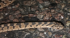 Dasypeltis scabra
