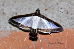 Diaphania hyalinata