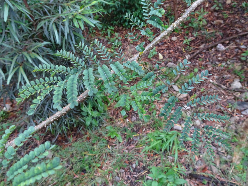Albizia guillainii