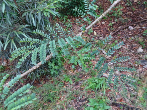 Albizia guillainii