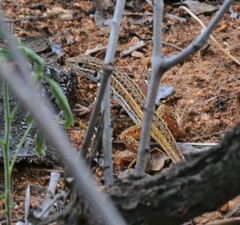 Meroles squamulosus