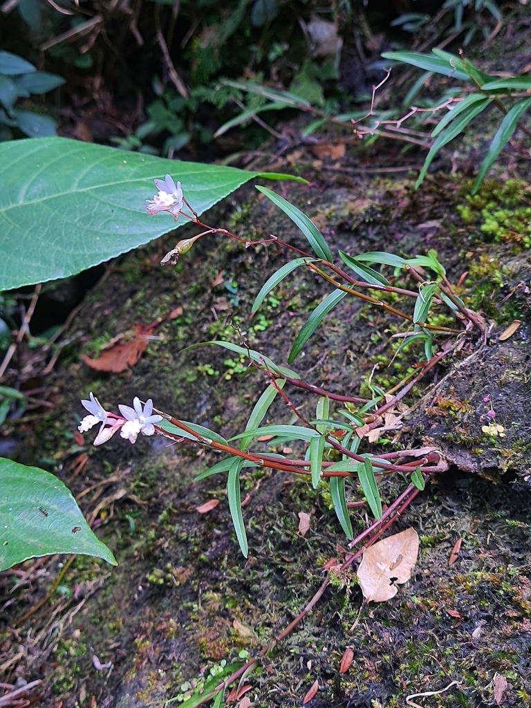 Dendrobium gopalanii M.Sulaiman & Murugan 3