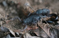 Parabuthus transvaalicus