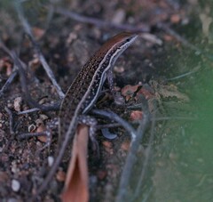 Trachylepis varia