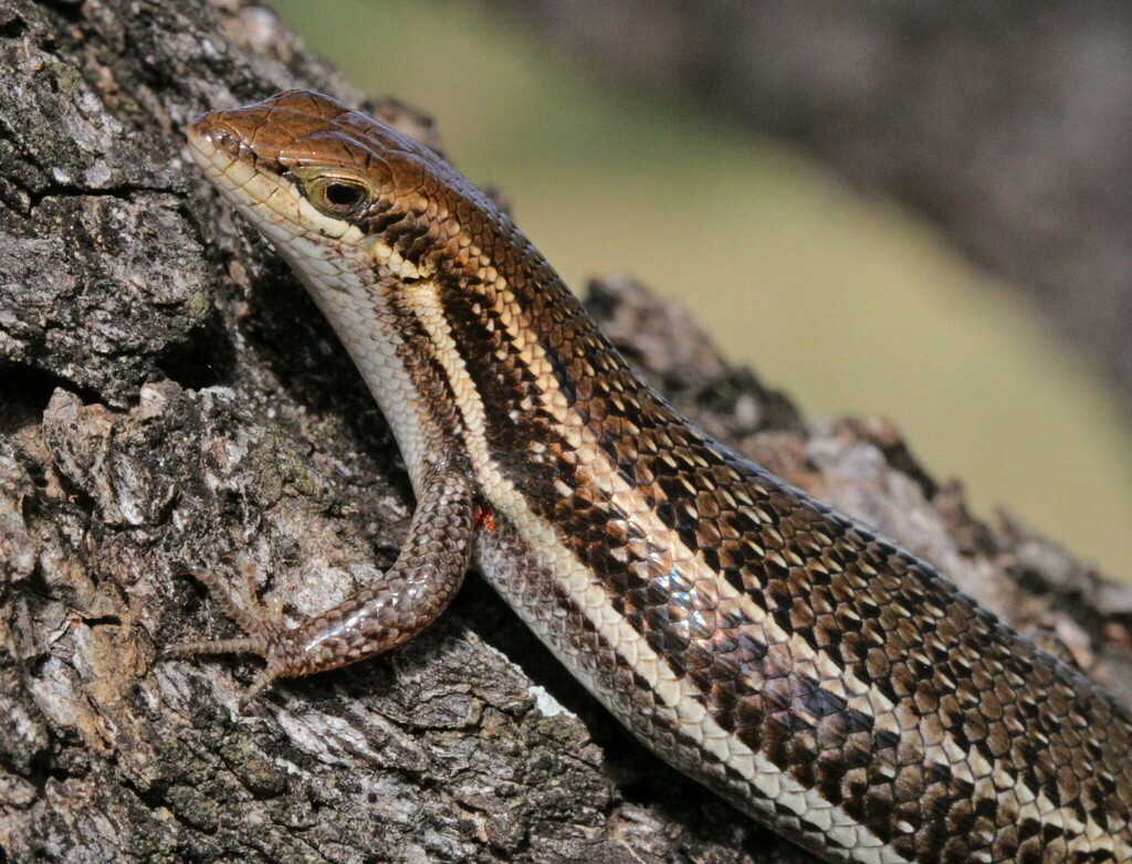 Damara Skink