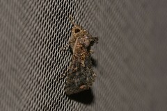 Ctenoplusia limbirena