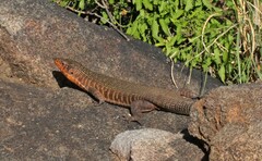 Matobosaurus validus