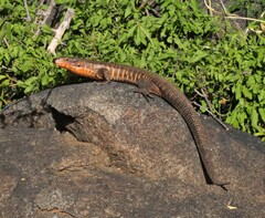 Matobosaurus validus