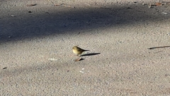 Phylloscopus collybita