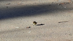 Phylloscopus collybita