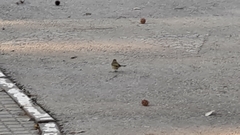 Phylloscopus collybita