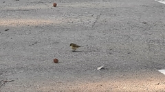 Phylloscopus collybita