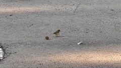 Phylloscopus collybita