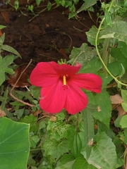 Abelmoschus moschatus tuberosus