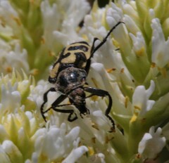 Astylus atromaculatus