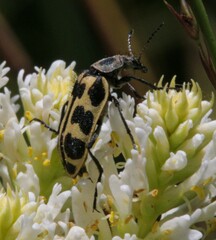 Astylus atromaculatus