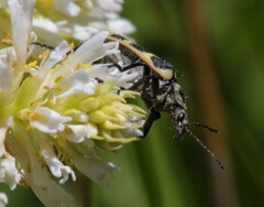 Astylus atromaculatus