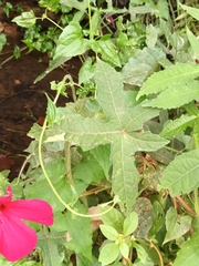 Abelmoschus moschatus tuberosus