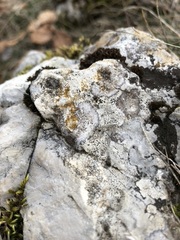 Caloplaca placidia