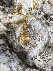 Caloplaca placidia