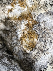 Caloplaca placidia