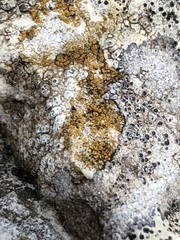 Caloplaca placidia