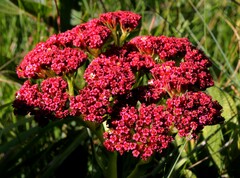 Crassula alba