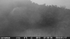 Cervus elaphus corsicanus