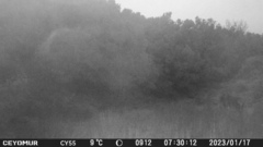 Cervus elaphus corsicanus