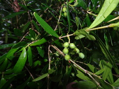 Alyxia tisserantii