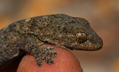 Homopholis walbergii