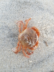 Polybius henslowii