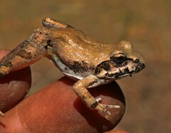 Tomopterna natalensis