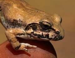 Tomopterna natalensis