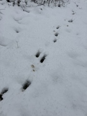 Cervus elaphus corsicanus