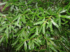 Alyxia tisserantii